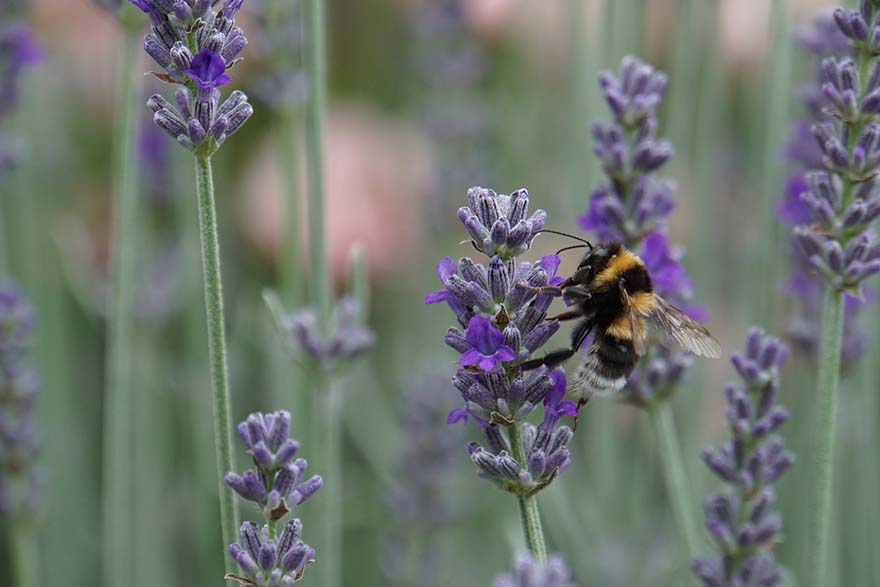 hummel-880x587 SDF