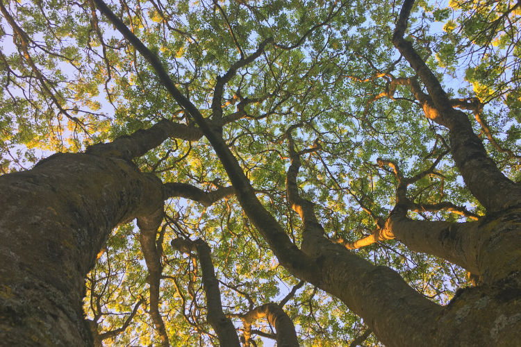 Saving Devon’s Treescapes