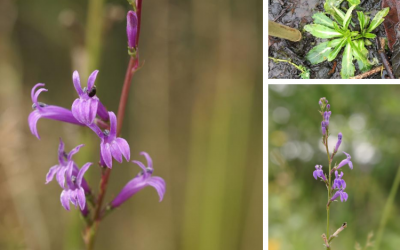 Thriving Heath Lobelia: Promising Planting Update