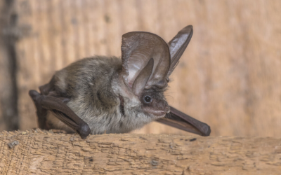 Saving the Grey Long Eared Bat