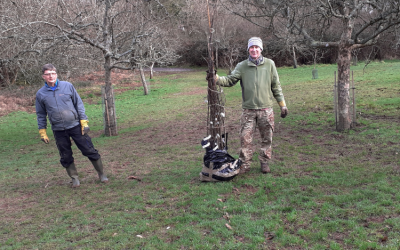 Bringing back the Devon Whitebeam