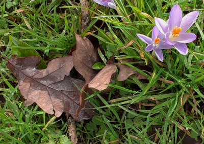 Early colour on riverside walk, brown oak leaves, green grass, purple crocus