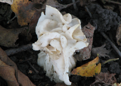 Frilly white fungi found near Beer, Devon