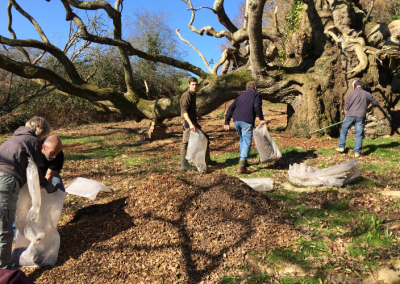 Mulching King Johns Oak - people, ancient tree, conservation