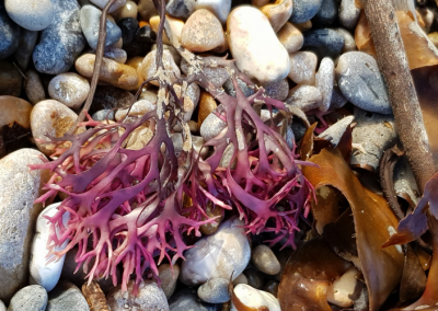 Beautiful purple coloured seaweed and pebbles found during a walk on Seaton Beach, Devon