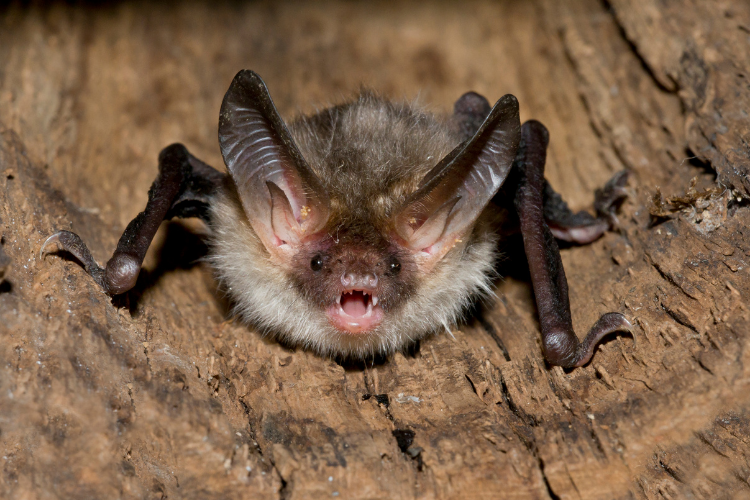 Bechstein's bat WEBSITE IMAGES 750 x 500px (31)