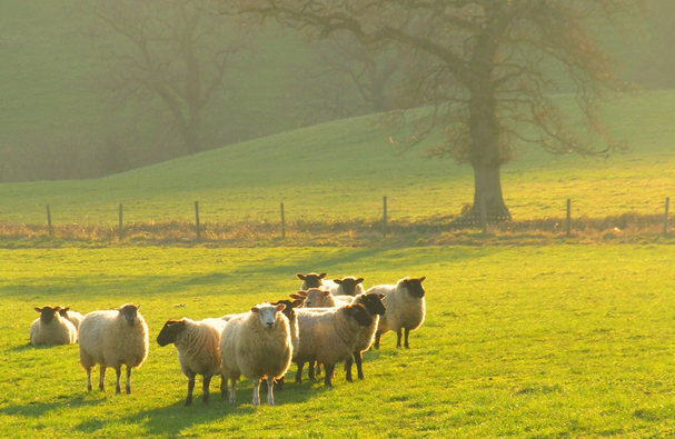 SHEEP WEBSITE IMAGES 607 x 395px (1)